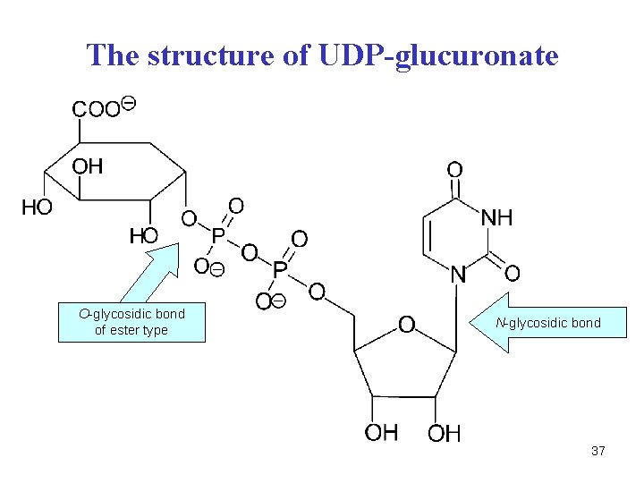 The structure of UDP-glucuronate O-glycosidic bond of ester type N-glycosidic bond 37 