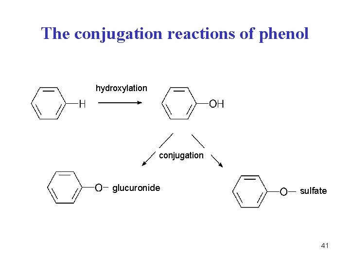 The conjugation reactions of phenol hydroxylation conjugation glucuronide sulfate 41 