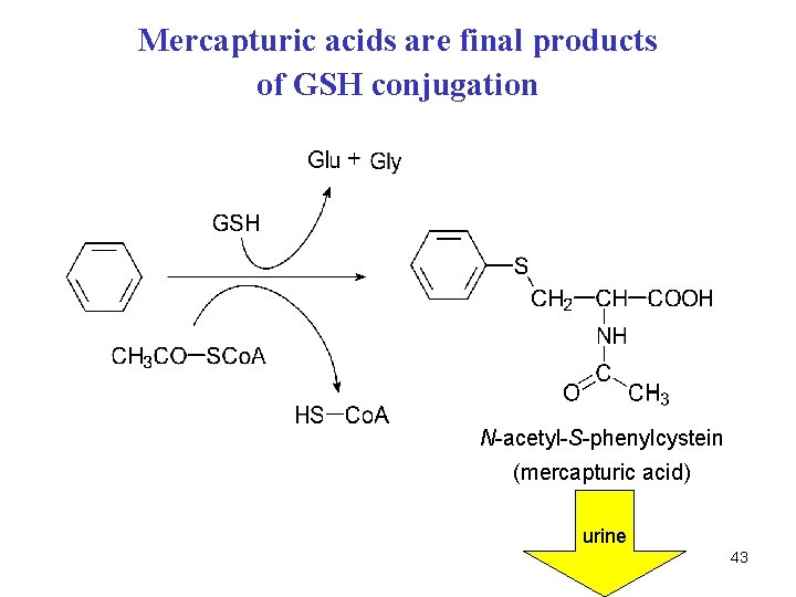 Mercapturic acids are final products of GSH conjugation N-acetyl-S-phenylcystein (mercapturic acid) urine 43 