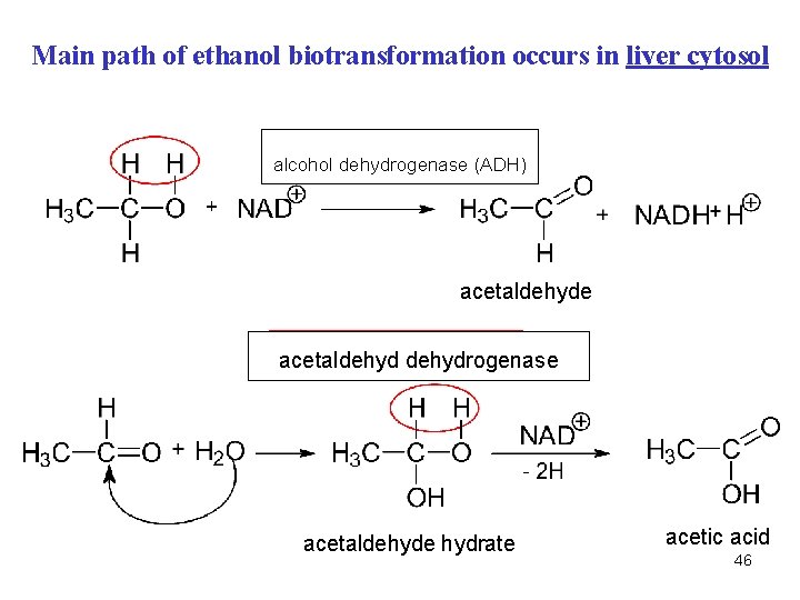 Main path of ethanol biotransformation occurs in liver cytosol alcohol dehydrogenase (ADH) acetaldehyde acetaldehydrogenase