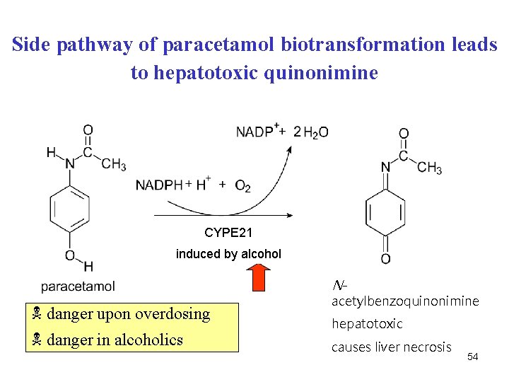 Side pathway of paracetamol biotransformation leads to hepatotoxic quinonimine CYPE 21 induced by alcohol