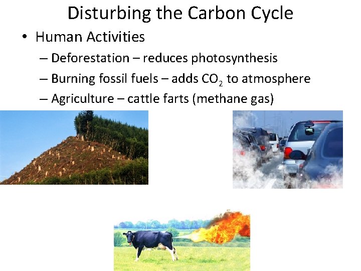 Disturbing the Carbon Cycle • Human Activities – Deforestation – reduces photosynthesis – Burning