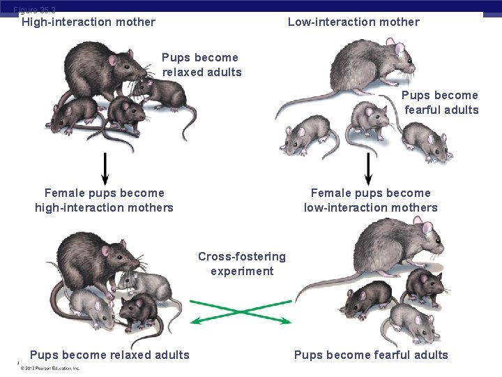 Figure 35. 3 High-interaction mother Low-interaction mother Pups become relaxed adults Pups become fearful