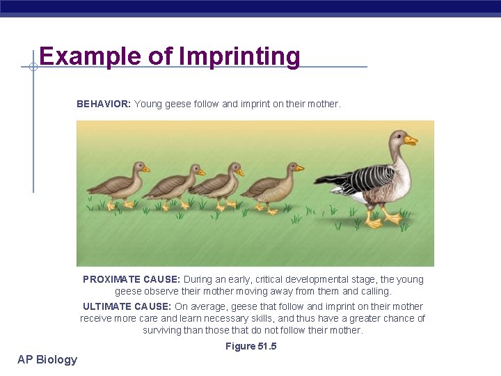 Example of Imprinting BEHAVIOR: Young geese follow and imprint on their mother. PROXIMATE CAUSE: