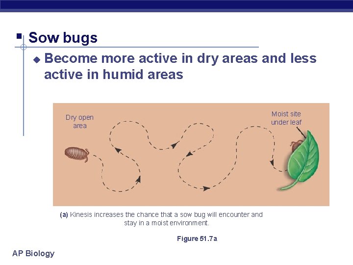 § Sow bugs u Become more active in dry areas and less active in