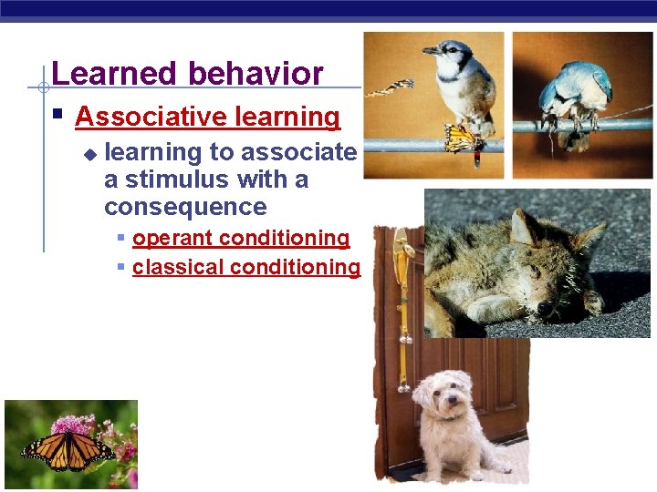 Learned behavior § Associative learning u learning to associate a stimulus with a consequence