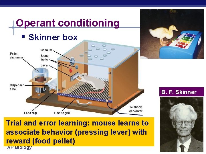 Operant conditioning § Skinner box B. F. Skinner Trial and error learning: mouse learns