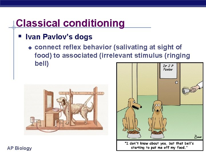 Classical conditioning § Ivan Pavlov’s dogs u AP Biology connect reflex behavior (salivating at