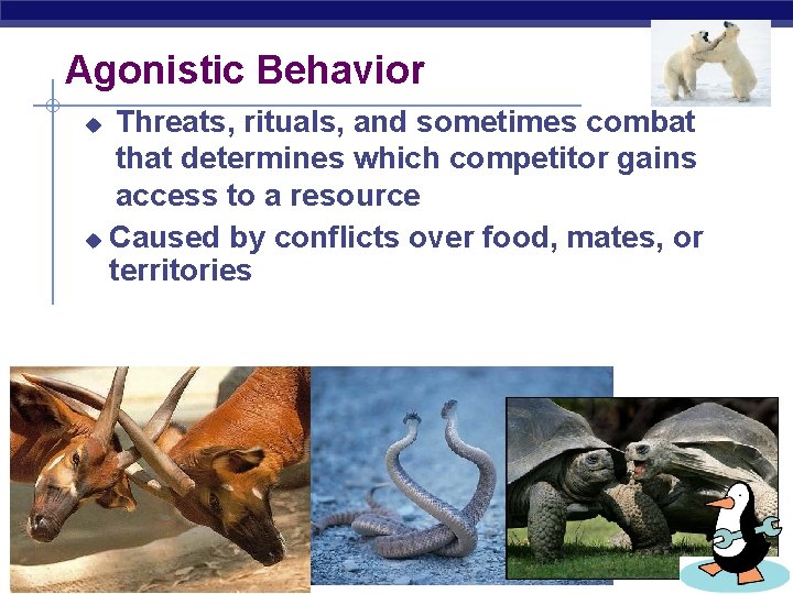 Agonistic Behavior Threats, rituals, and sometimes combat that determines which competitor gains access to