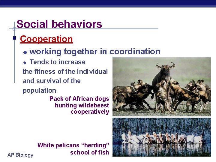 Social behaviors § Cooperation u working together in coordination Tends to increase the fitness