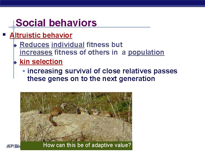 Social behaviors § Altruistic behavior Reduces individual fitness but increases fitness of others in