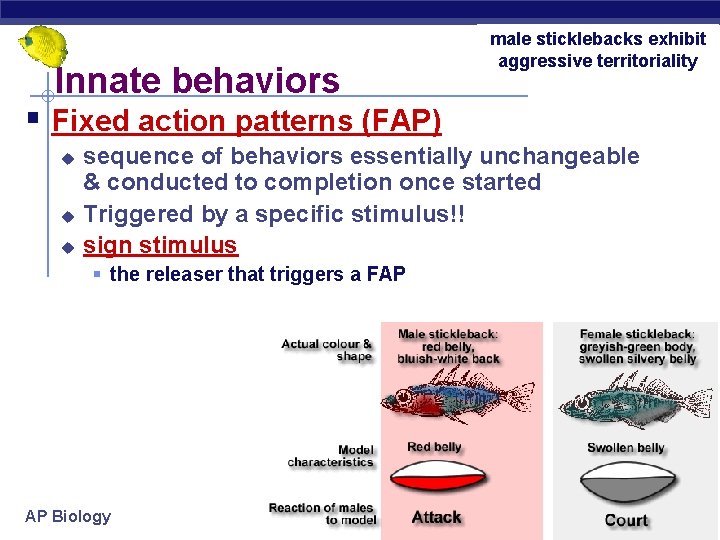 Innate behaviors male sticklebacks exhibit aggressive territoriality § Fixed action patterns (FAP) u u