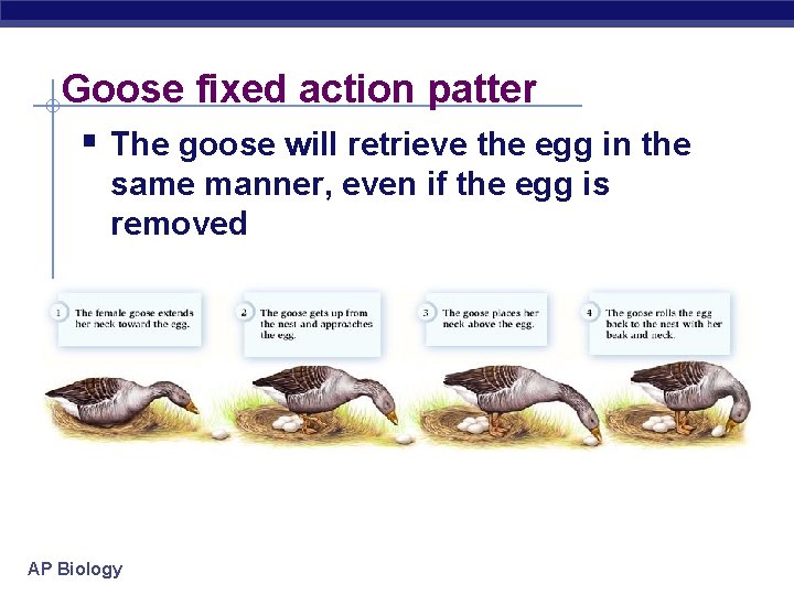 Goose fixed action patter § The goose will retrieve the egg in the same