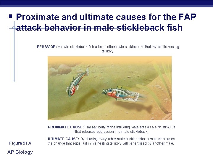 § Proximate and ultimate causes for the FAP attack behavior in male stickleback fish
