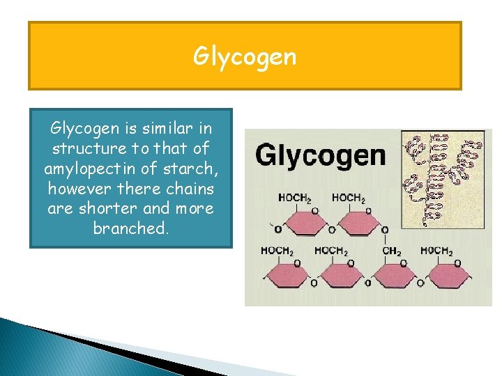 Glycogen is similar in structure to that of amylopectin of starch, however there chains