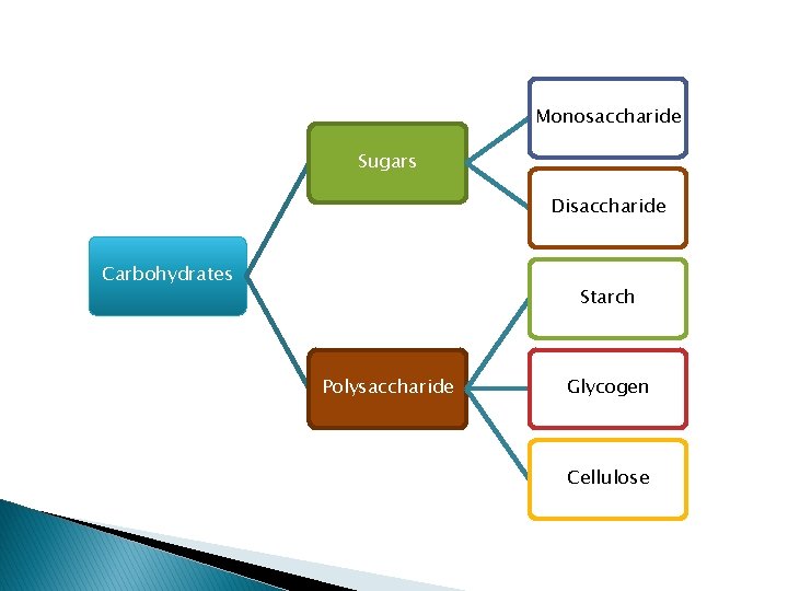 Monosaccharide Sugars Disaccharide Carbohydrates Starch Polysaccharide Glycogen Cellulose 