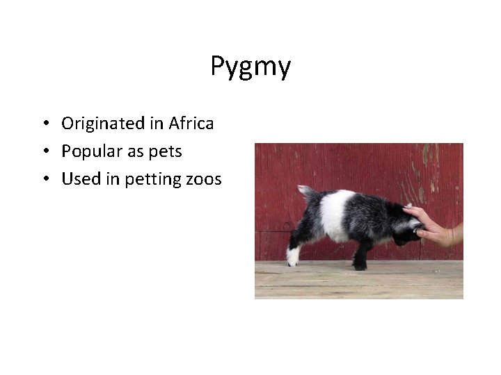 Pygmy • Originated in Africa • Popular as pets • Used in petting zoos