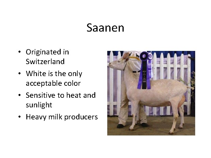 Saanen • Originated in Switzerland • White is the only acceptable color • Sensitive