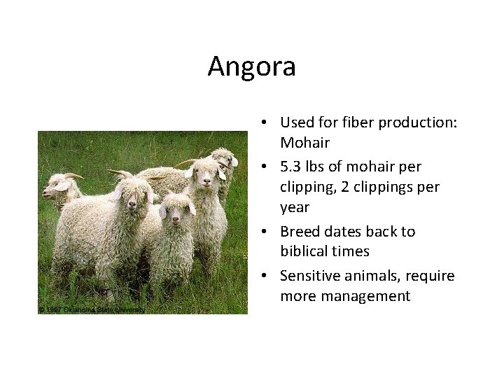 Angora • Used for fiber production: Mohair • 5. 3 lbs of mohair per