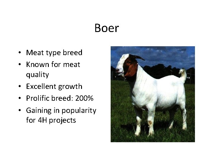 Boer • Meat type breed • Known for meat quality • Excellent growth •