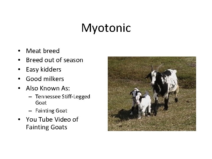Myotonic • • • Meat breed Breed out of season Easy kidders Good milkers