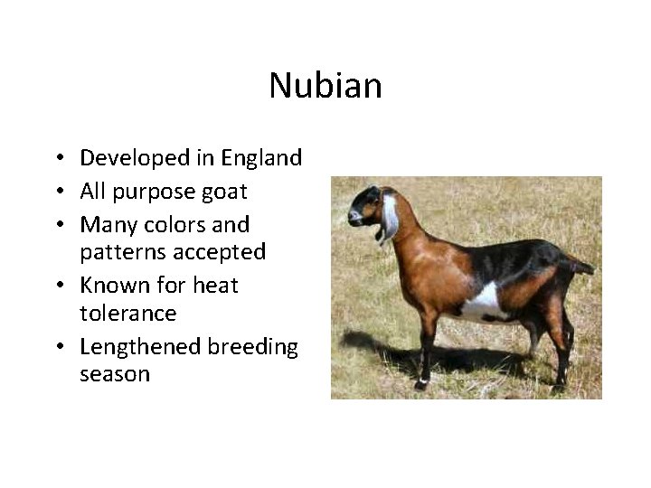 Nubian • Developed in England • All purpose goat • Many colors and patterns