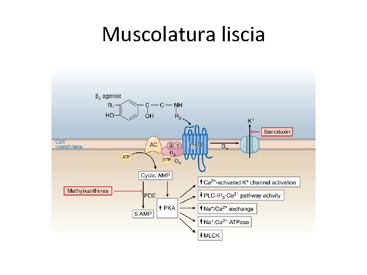 Muscolatura liscia 