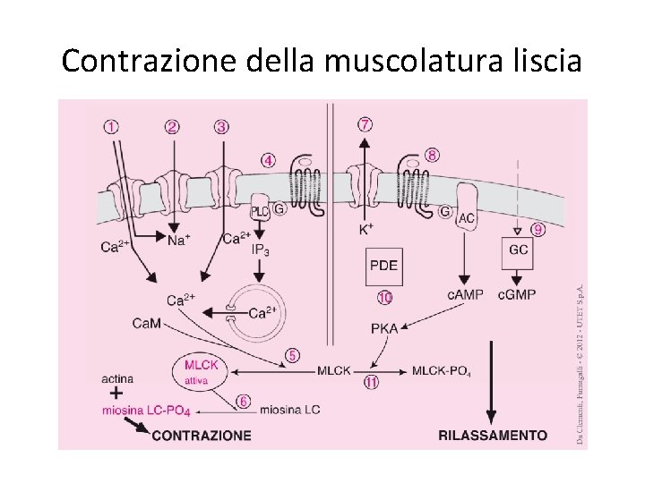 Contrazione della muscolatura liscia 