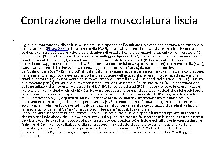 Contrazione della muscolatura liscia • Il grado di contrazione della cellula muscolare liscia dipende