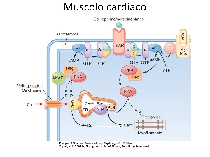 Muscolo cardiaco 