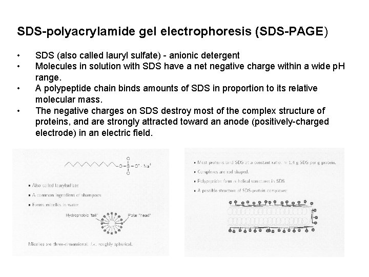 SDS-polyacrylamide gel electrophoresis (SDS-PAGE) • • SDS (also called lauryl sulfate) - anionic detergent