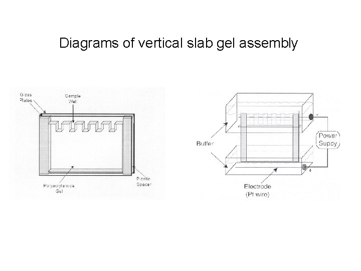 Diagrams of vertical slab gel assembly 