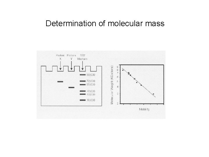 Determination of molecular mass 