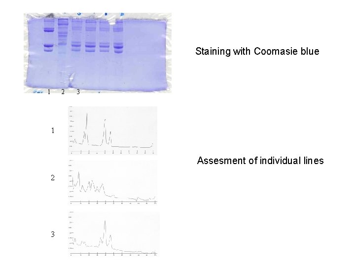 Staining with Coomasie blue 1 2 3 1 Assesment of individual lines 2 3