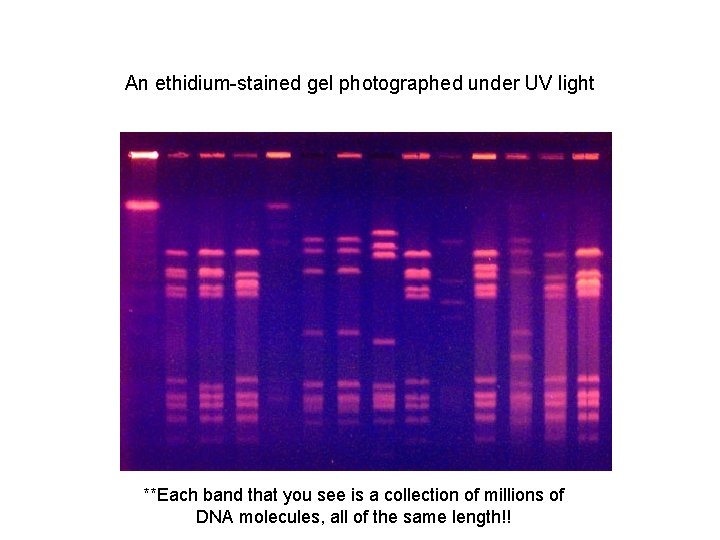 An ethidium-stained gel photographed under UV light **Each band that you see is a