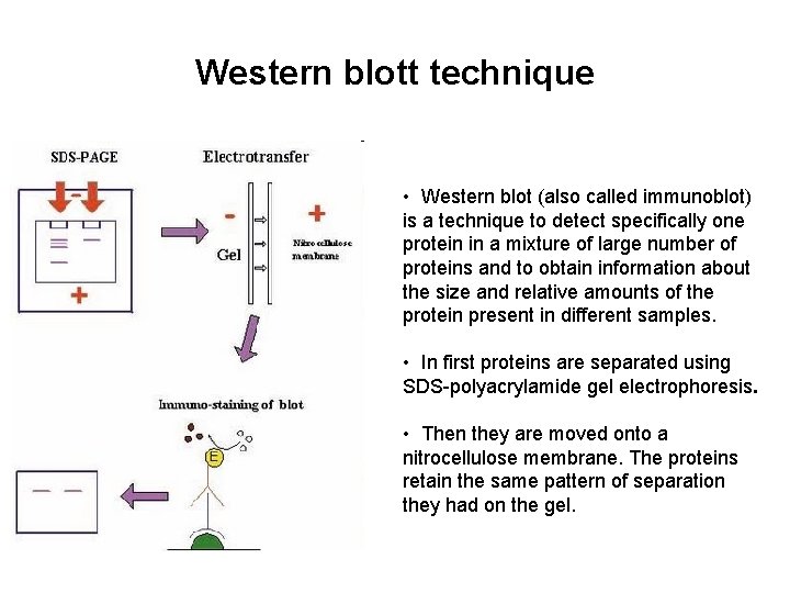 Western blott technique • Western blot (also called immunoblot) is a technique to detect