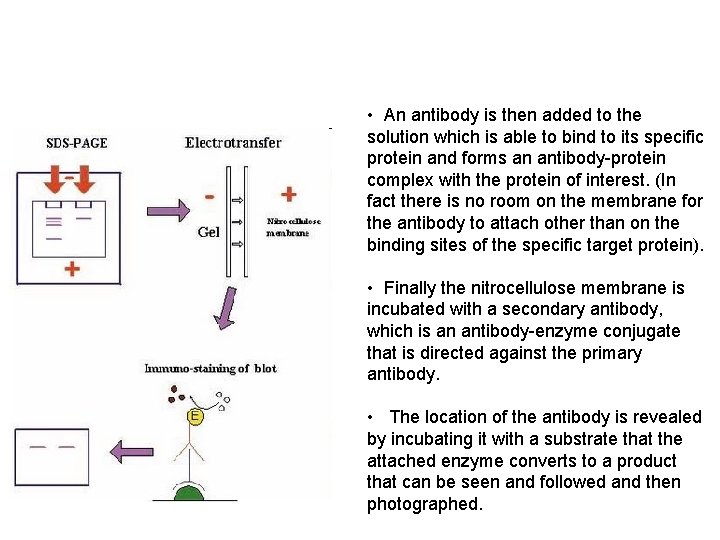  • An antibody is then added to the solution which is able to