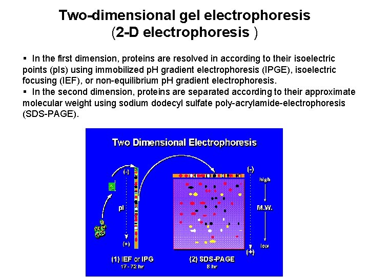 Two-dimensional gel electrophoresis (2 -D electrophoresis ) § In the first dimension, proteins are
