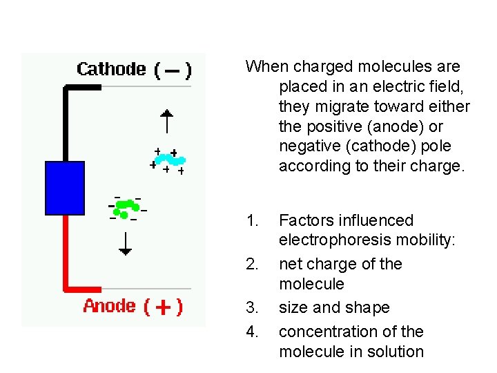 When charged molecules are placed in an electric field, they migrate toward either the