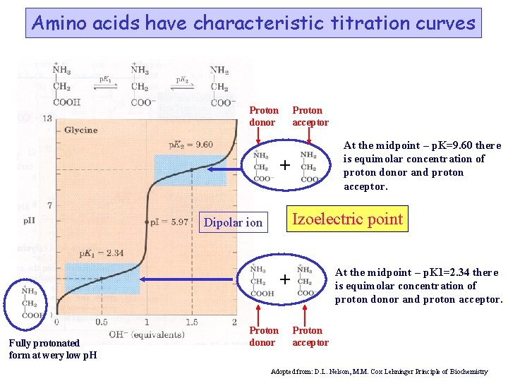 Amino acids have characteristic titration curves Proton donor Proton acceptor At the midpoint –
