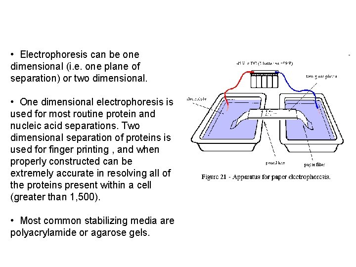  • Electrophoresis can be one dimensional (i. e. one plane of separation) or