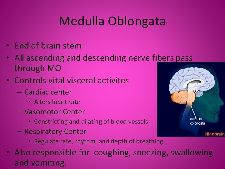 Medulla Oblongata • End of brain stem • All ascending and descending nerve fibers