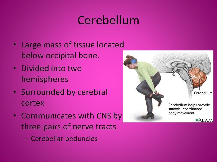 Cerebellum • Large mass of tissue located below occipital bone. • Divided into two