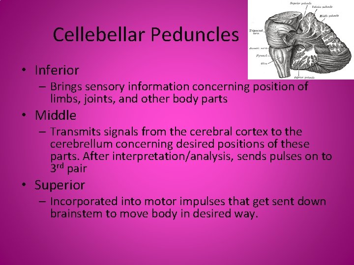 Cellebellar Peduncles • Inferior – Brings sensory information concerning position of limbs, joints, and