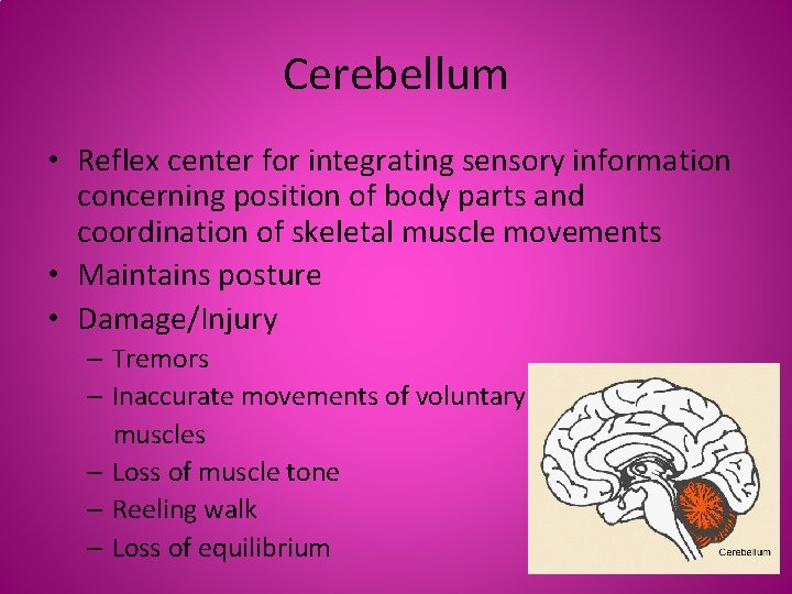 Cerebellum • Reflex center for integrating sensory information concerning position of body parts and