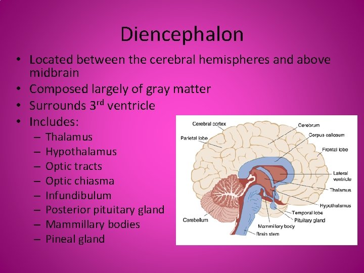 Diencephalon • Located between the cerebral hemispheres and above midbrain • Composed largely of