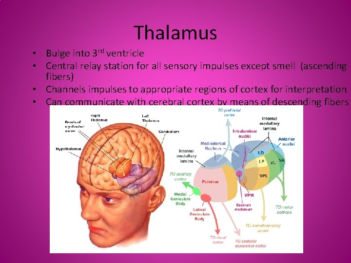 Thalamus • Bulge into 3 rd ventricle • Central relay station for all sensory