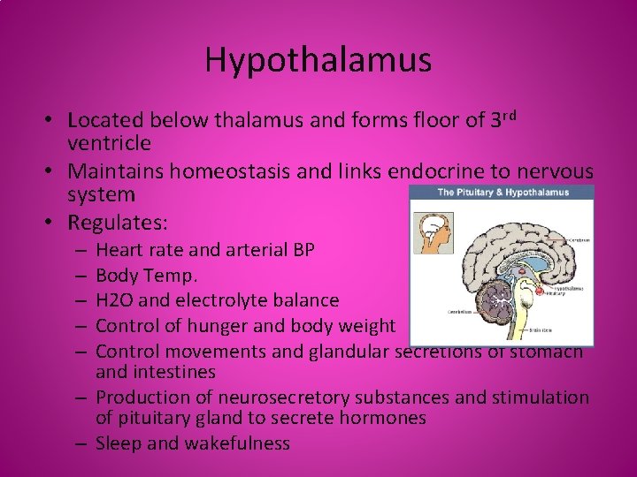 Hypothalamus • Located below thalamus and forms floor of 3 rd ventricle • Maintains