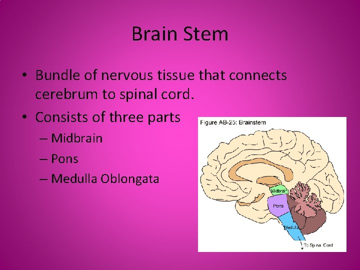 Brain Stem • Bundle of nervous tissue that connects cerebrum to spinal cord. •