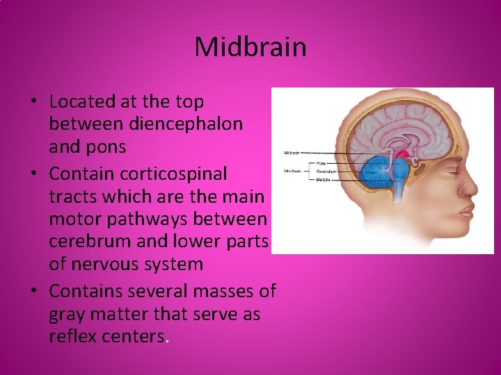 Midbrain • Located at the top between diencephalon and pons • Contain corticospinal tracts